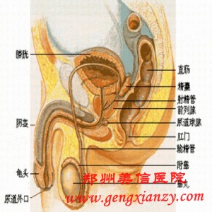 输精管不通