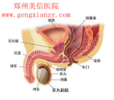 弱精症
