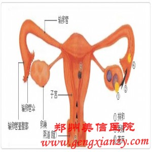 输卵管粘连