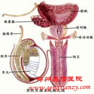 输精管堵塞