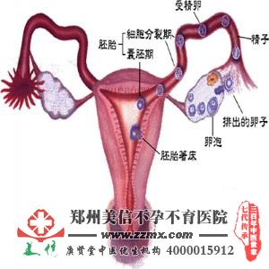 输卵管扭曲